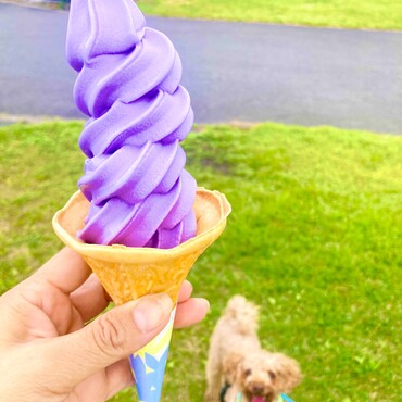 シトロン君　たんばらラベンダーパークにて