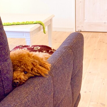 シトロン君　いつもそこから　ママを見つめてくる