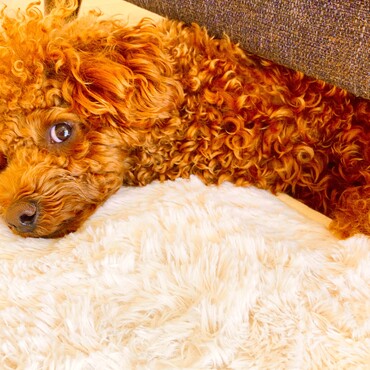 シトロン君　イケメンすぎない？