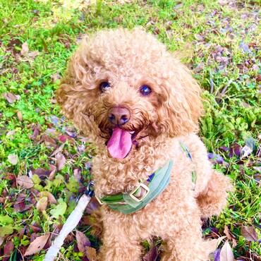 シトロン君　可愛いすぎる