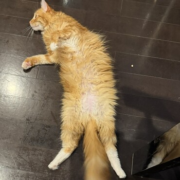 床暖が好きな猫