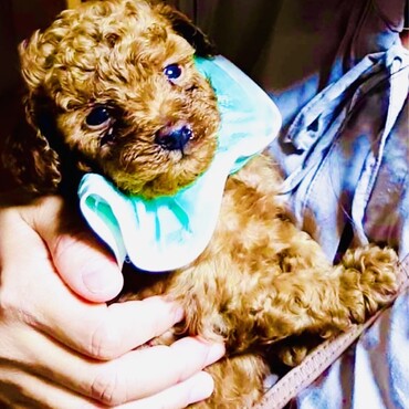 シトロン君　初めて会った日　