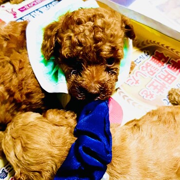 シトロン君　兄弟達と