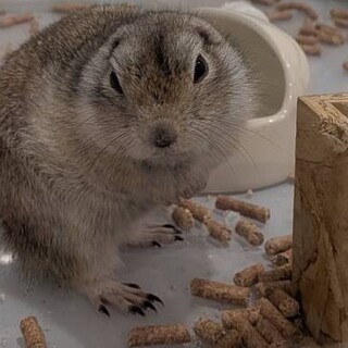 リチャードソンジリスの里親募集です