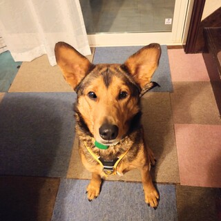 困り顔が可愛い女の子タイツ