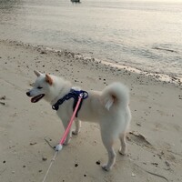 瑠璃香(るりか)