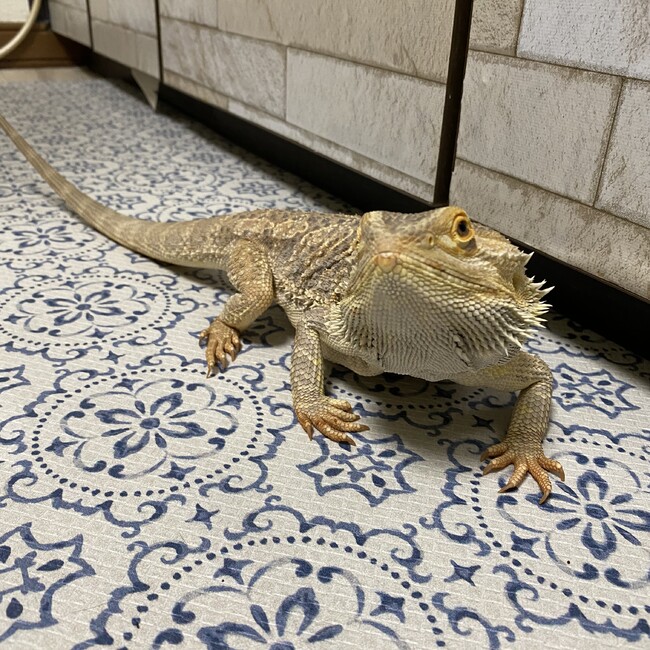 HaLuKinのカバー写真