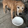 飼い主さんに先立たれひとりぼっちになったひびき