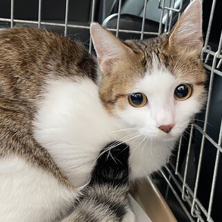 おかっぱ頭の甘えん坊ちゃん