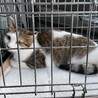 おかっぱ頭の甘えん坊ちゃん