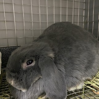 ホーランドロップの女の子