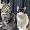 みるくといち