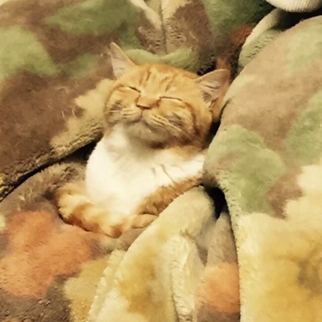 みるくといちのカバー写真