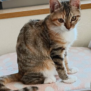 可愛い♪もみじちゃん♪5ヵ月【動画】