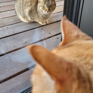 近所の野良さん。人慣れ訓練中