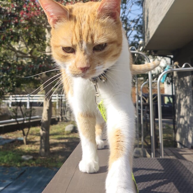 ももちゃん!のカバー写真