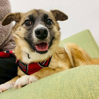 小柄で垂れ耳な【イヴ】ちゃん