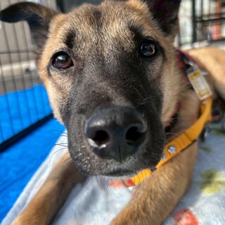 まんまるお目目とぴょん耳が可愛い【コンピー】くん