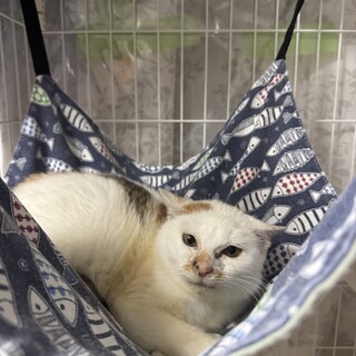 三毛猫　7ヶ月　女の子　