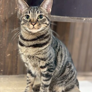 シャーシャー猫のムーンちゃん♡