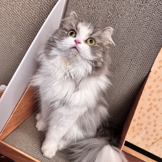 人懐っこくて、大人しい子！