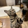 シャーシャー猫のムーンちゃん♡