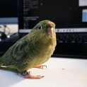 サザナミインコ 男の子
