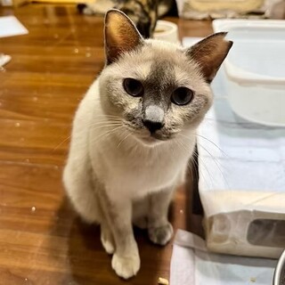 【2/15月島】穏やかでフレンドリーな女の子