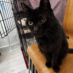 ネコ譲渡会 サムネイル2