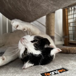 ネコ譲渡会 サムネイル3