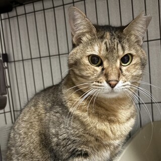 【4/5三田】フレンドリーな飼いやすい大人猫