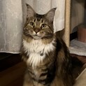 飼主が重度の猫喘息になり泣く泣く募集します