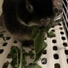 ゴマサビ さん