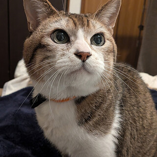 超甘えん坊おじいにゃん・たける