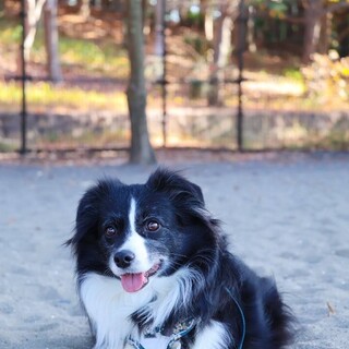 ボーダーコリー　女の子4歳