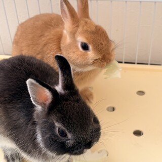 2か月半のネザーランドドワーフの里親募集します