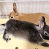 2か月半のネザーランドドワーフの里親募集します サムネイル2