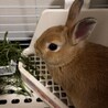 2か月半のネザーランドドワーフの里親募集します サムネイル3