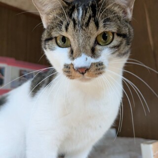 ナデナデされるの大好き、穏やかな女の子