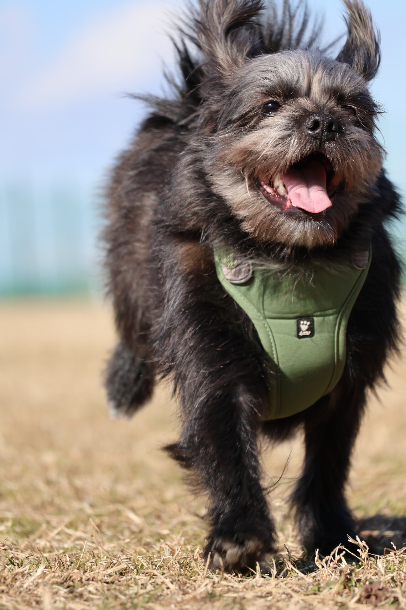 オーダー受付 宝船 招福犬柄パネル生地 ポメ シーズー チワワ パグ
