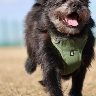 シーズー×ポメラニアン　男の子1歳