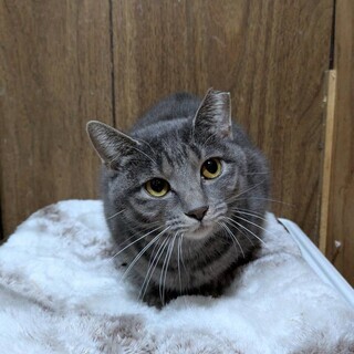 マイペースでお淑やかな女の子