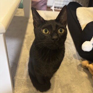 たぴちゃん｜単頭希望の甘えん坊黒猫♀