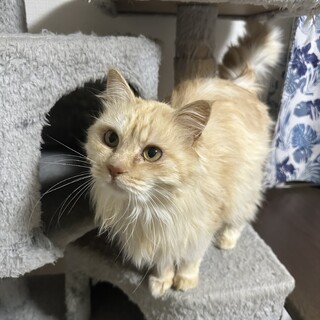 人LOVE!究極の甘えんぼ⭐︎シャルル