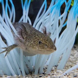 ウーパールーパー（マーブルです）