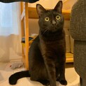黒猫　男の子5歳