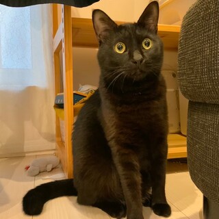 黒猫　男の子5歳