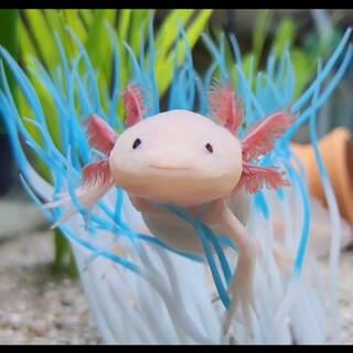 ウーパールーパー（リューシです）