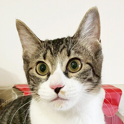 保護ねこ譲渡会 サムネイル2