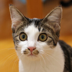 保護ねこ譲渡会 サムネイル3